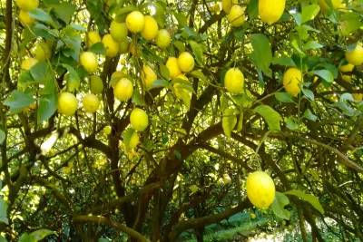 Está a punto de perder más de 1000 toneladas de limones porque no consigue gente para cosechar