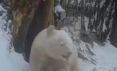 Impactantes imágenes del único oso panda albino del mundo encontrado en la naturaleza