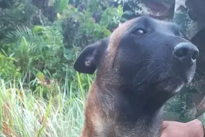 Rescataron perro guía del Ejército en la selva del Guaviare