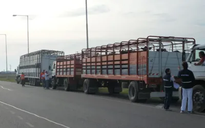 Tras la queja de productores, el Gobierno suspendió una resolución sanitaria sobre el transporte de animales