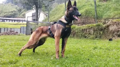 Sigue perdido en la selva: desvela a Colombia la suerte de 'Wilson', el perro que ayudó a encontrar a los chicos