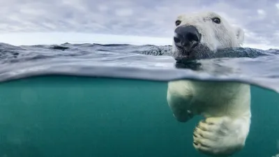 El calor récord del planeta amenaza a la vida silvestre: cuál es el impacto en los animales