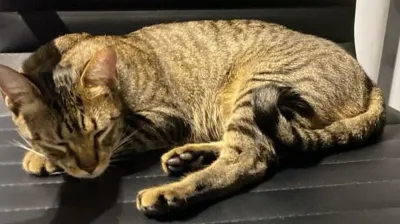 La increíble historia del gato Orlando: lo robaron por error y el ladrón tomó una inesperada decisión