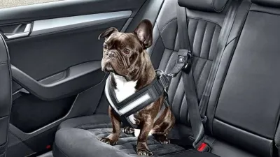 Ésta es la forma correcta para llevar a tus mascotas en el auto