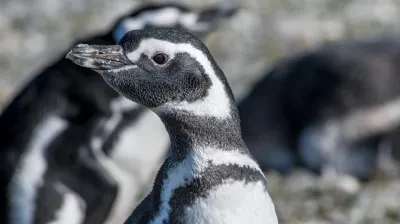 Encontraron cerca de 300 pingüinos muertos en las playas de Uruguay