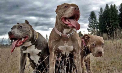 Pitbulls atacaron a una familia mientras paseaba: al hombre le arrancaron la oreja