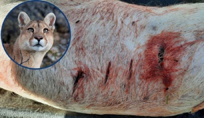 Puma suelto ataca a otros animales en campos de Gonzales Chaves