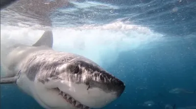 Filmaron a un tiburón blanco nadando de espaldas y mostrando todos sus dientes