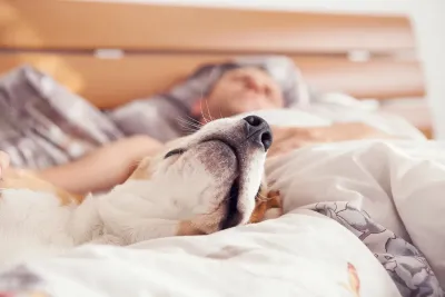 Explican por qué no se recomienda dormir con una mascota