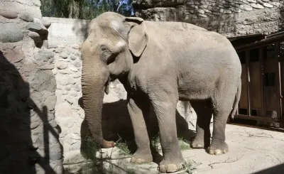 Mendoza prepara el traslado de Tamy, el último elefante cautivo en Argentina