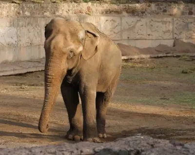 El turno de Tamy: así entrena el elefante del ex Zoo de Mendoza para viajar a Brasil