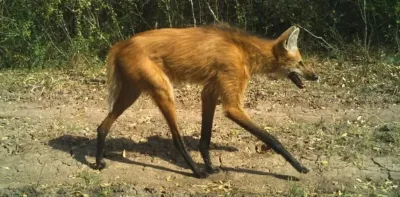 Después de 200 años avistaron un aguará guazú en La Pampa