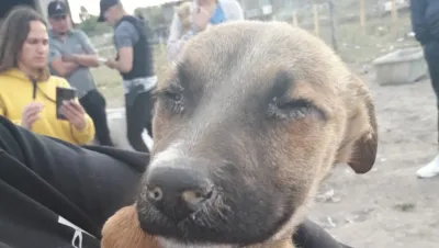 Bahía Blanca: rescatan un perro durante un allanamiento por maltrato animal