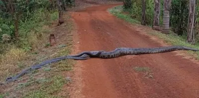 Grabaron a una anaconda de 6 metros guíando en una ruta a un grupo de serpientes