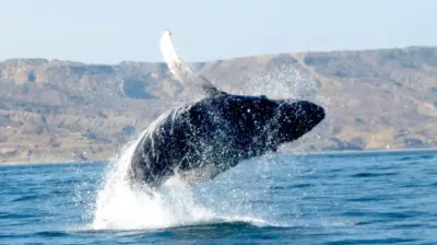 Peligro en la Península de Valdés: el acoso de las gaviotas afecta la supervivencia de las crías de ballena