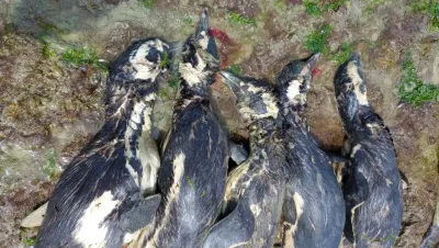 Aparecieron 138 pingüinos muertos en las costas de Santa Cruz: se enredaron en redes de pesca ilegal