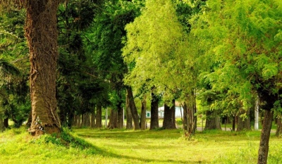 El pueblo del “millón” de árboles que tiene su propio clima