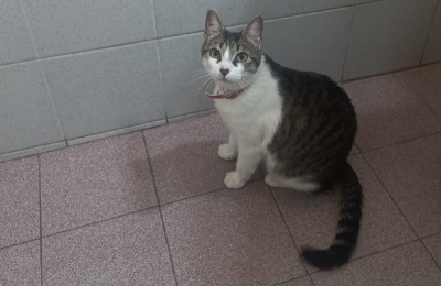 No había subido en Bahía: a la gata que viajó en un camión la esperan en Río Gallegos