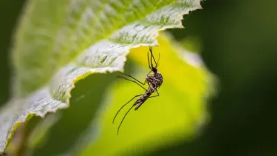 Temporada de mosquitos: productos naturales y económicos para combatirlos