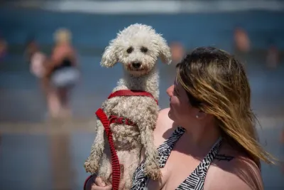 En Mar del Plata, los perros vacacionan como uno más de la familia: de paseos a la orilla del mar a la sombra de las carpas