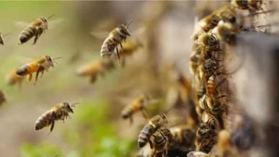 Fumigaban una plaza de Corrientes por el dengue, molestaron a un panal de abejas y un hombre murió por las picaduras