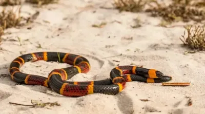 Una nena de un año fue mordida por una serpiente coral y está grave