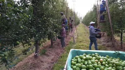 Los trabajadores rurales temporarios pueden mantener el empleo registrado sin perder la ayuda social