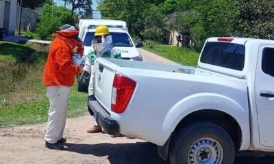 Insólito accidente: Un enjambre de abejas de mató luego de haber chocado su auto