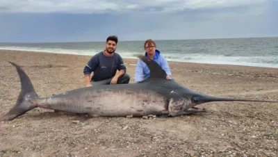 Hallaron un pez espada de casi 300 kilos en la costa de Chubut