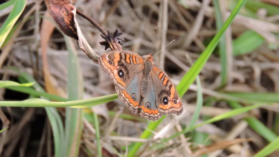 La ciudad se llenó de mariposas: la explicación detrás de este fenómeno