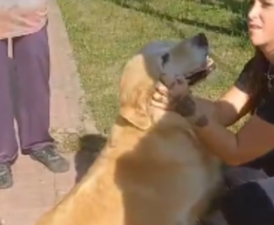 Una mujer llevó a su perro a la carnicería para faenarlo y fue denunciada: cuál fue su insólita justificación