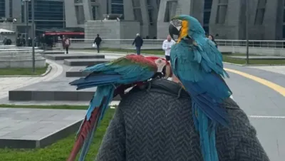 Una mujer le fue infiel a su marido y sus loros la deschavaron