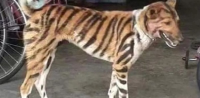 Para asustar a los monos que devastan su campo pintó a su perro como un tigre