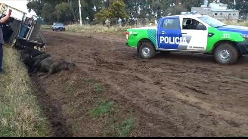 Por la tormenta volcó un camión de hacienda en Pringles y murieron 14 animales