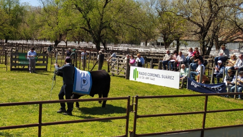 En la rural de Suárez, el mayor precio se logró por un Angus puro controlado: $ 520.000