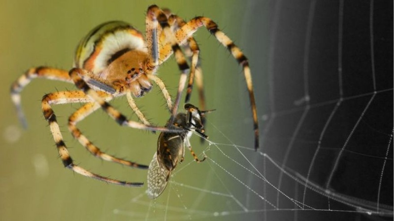 Las arañas son fundamentales dentro de sus ecosistemas, y ayudan a atrapar insectos, algunos de los cuales son portadores de enfermedades para los humanos