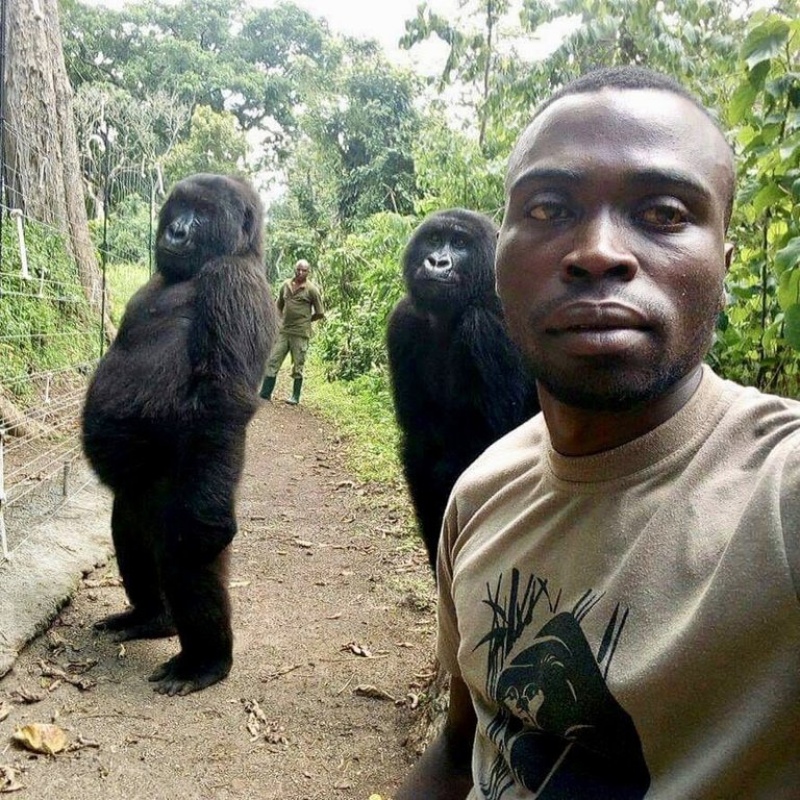 De la selfie más comentada a la foto más triste: Ndakasi, la célebre gorila del Congo murió en brazos de su cuidador