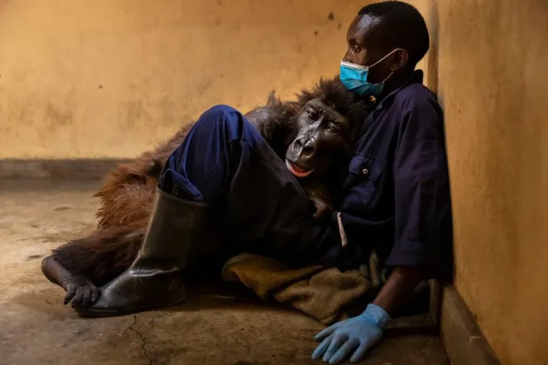 Ndakasi, la gorila huérfana más famosa del Congo, murió en brazos de su cuidador Andre Bauma (Virunga National Park)