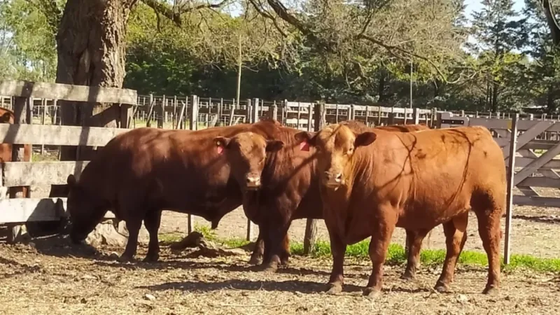 Sociedad Rural: hoy son las juras en la 102° Exposición Ganadera