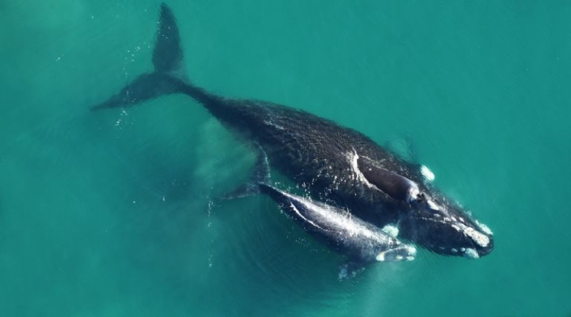 Por el calentamiento global: ¿Desaparecen las ballenas en la península de Valdes?