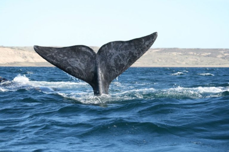 Por el calentamiento global: ¿Desaparecen las ballenas en la península de Valdes?