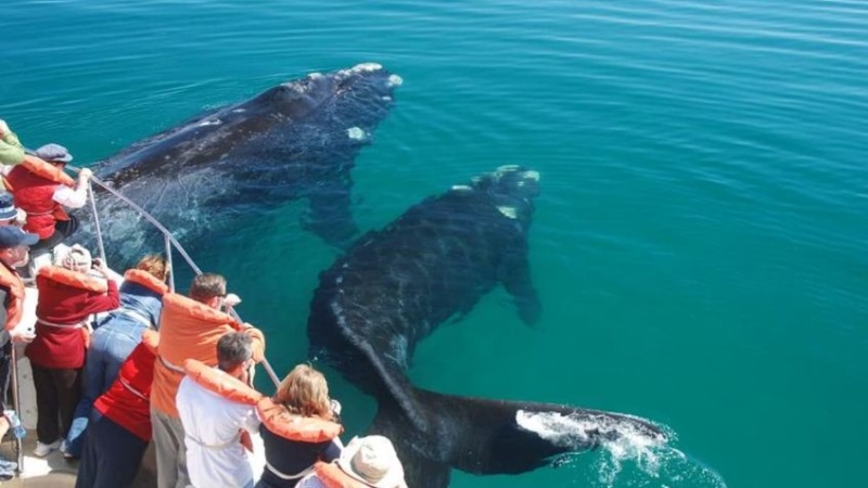 Por el calentamiento global: ¿Desaparecen las ballenas en la península de Valdes?