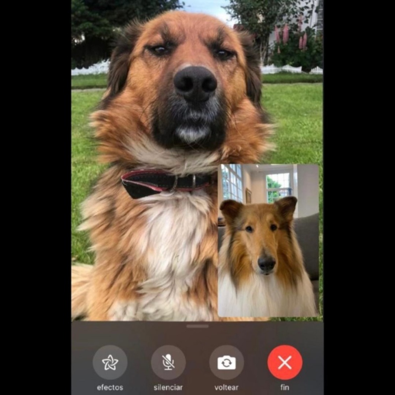 El perro de Alberto Fernández ”charló” con la mascota del presidente electo de Chile