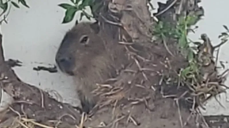 Causó alarma la aparición de un carpincho en la zona urbana de Monte Hermoso