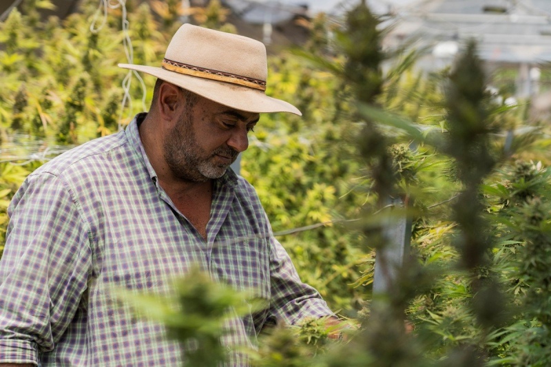 Jorge Orlandi, el responsable de cultivos en Cannava.