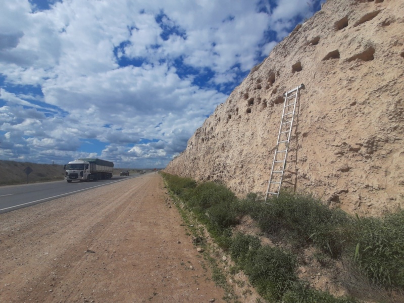 Pausan la obra de la ruta 33 para proteger una comunidad de loros entre Tornquist y Bahía Blanca