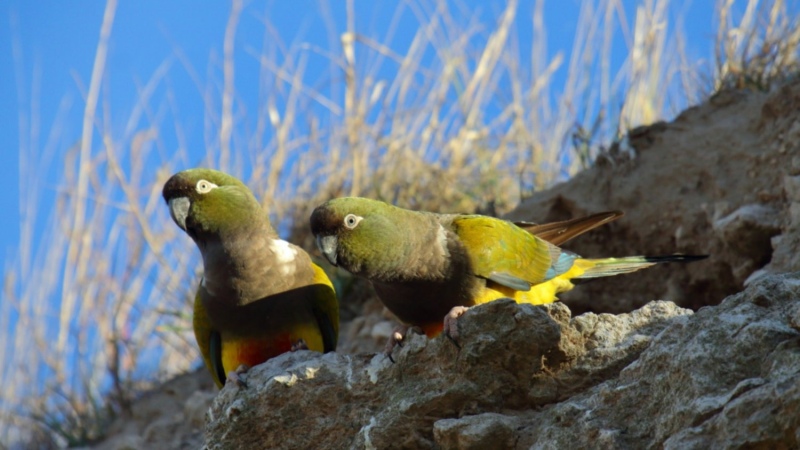 Pausan la obra de la ruta 33 para proteger una comunidad de loros entre Tornquist y Bahía Blanca