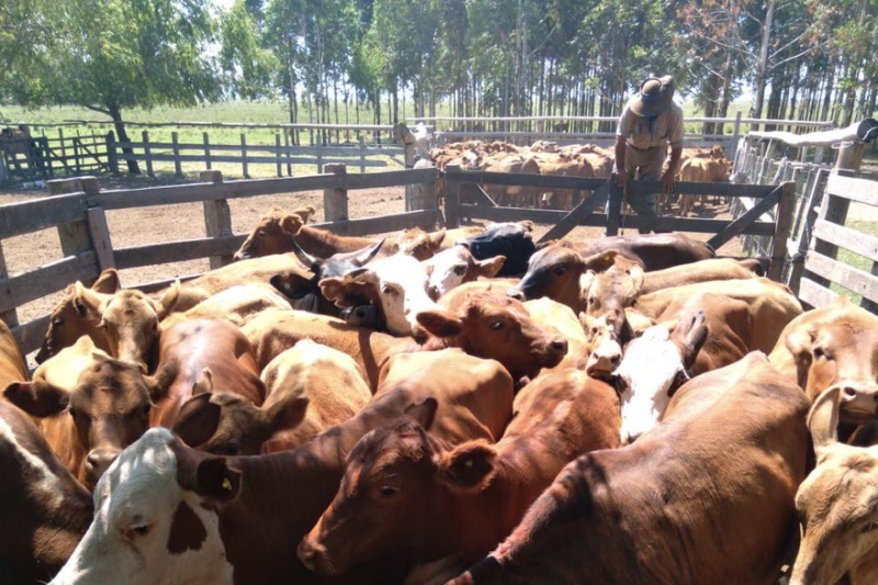 Animales con la marca de la estancia San Juan