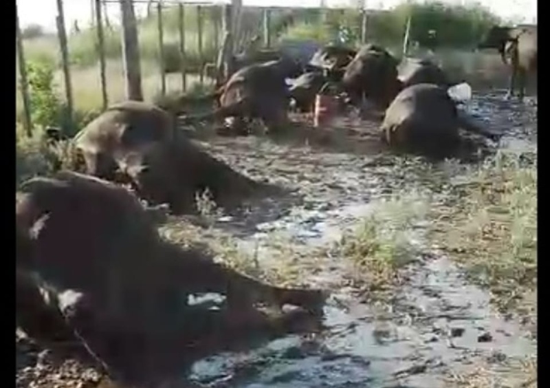 Golpe de calor: unos 25 animales murieron en un campo de Bolívar