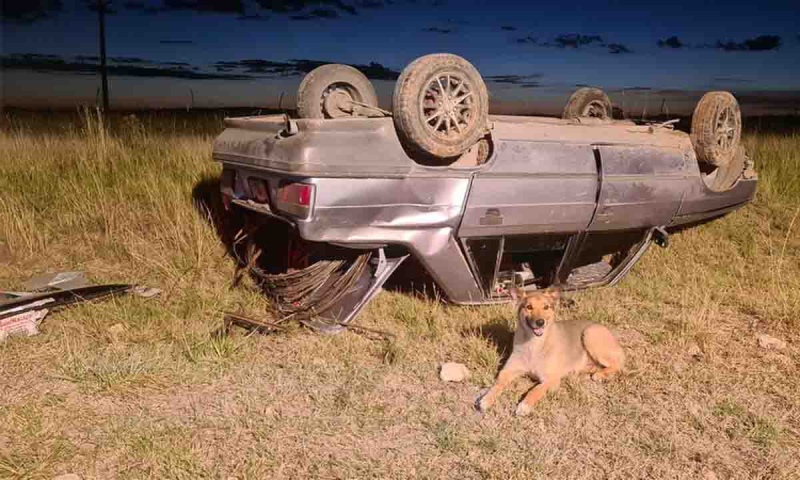 Amigo fiel: se accidentó con el auto y su perro no se despegó de su lado